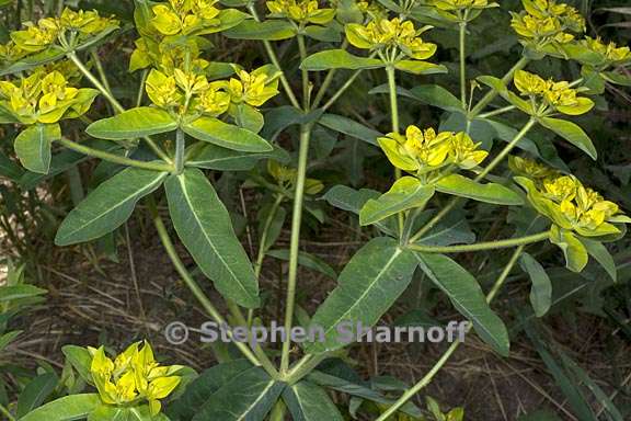 euphorbia oblongata 7 graphic